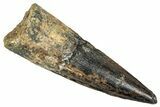 Fossil Spinosaurus Tooth - Real Dinosaur Tooth #348609-1
